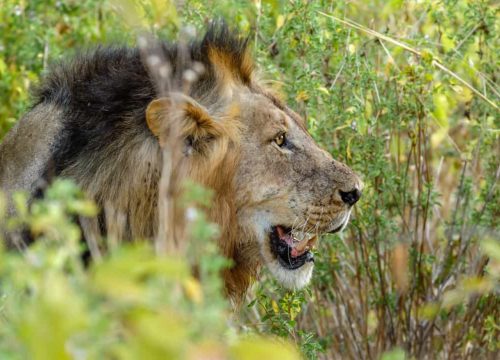 3 Days Safari from Dar es Salaam to Mikumi National Park