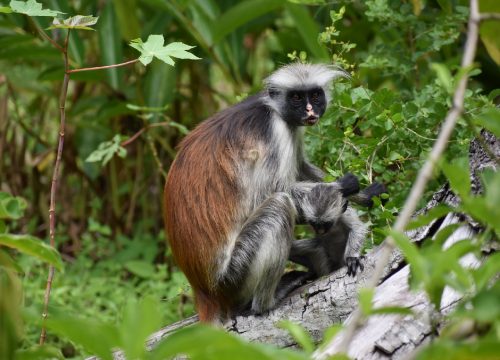 Jozani Forest and Spice Farm Tour